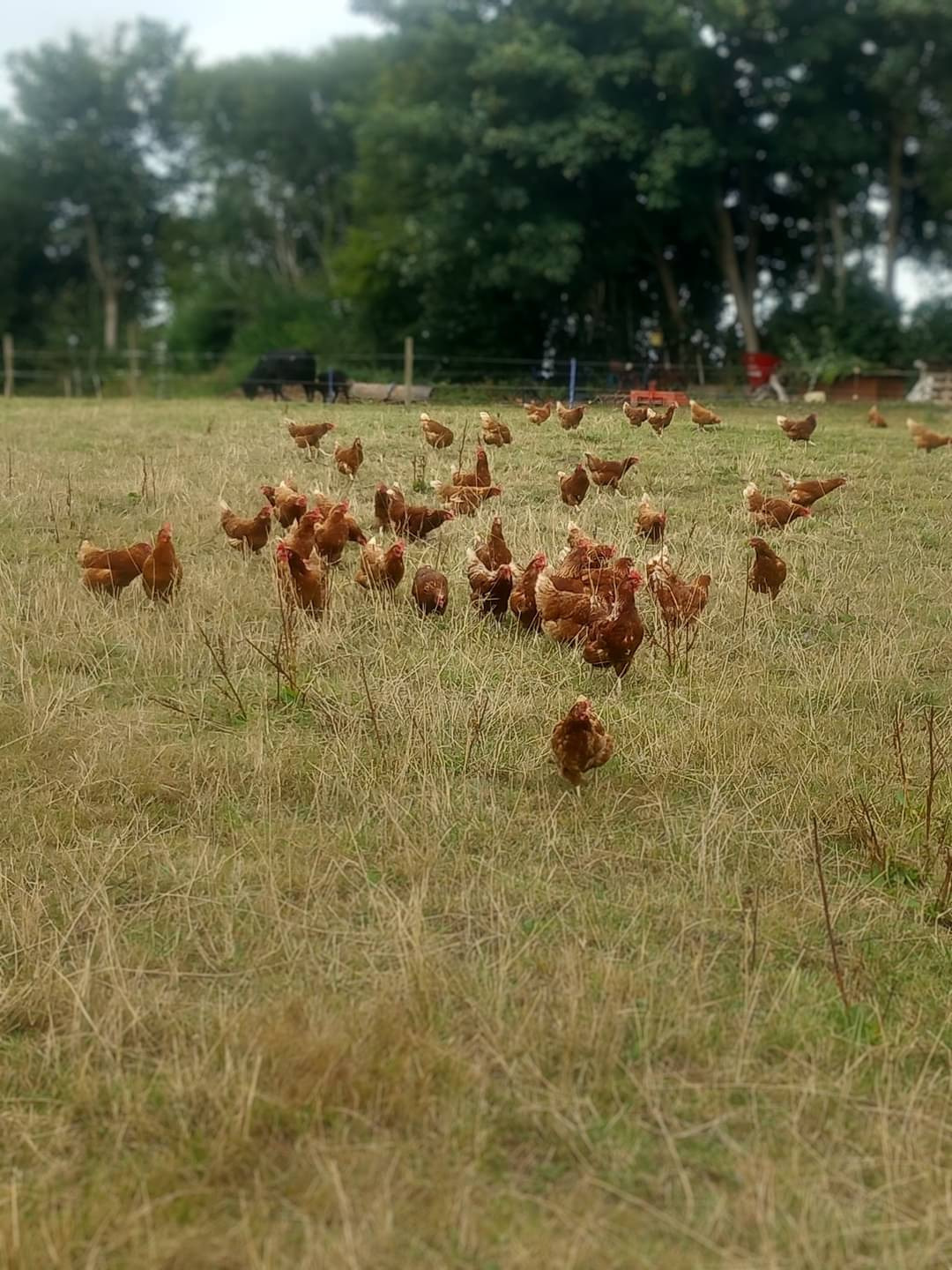 Eden Vale Road Eggs background image