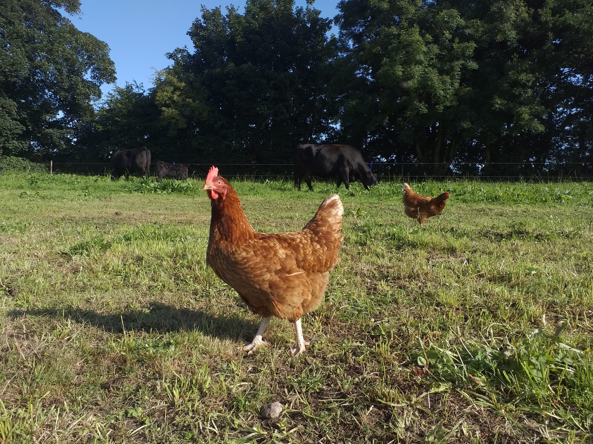 Countryside background image